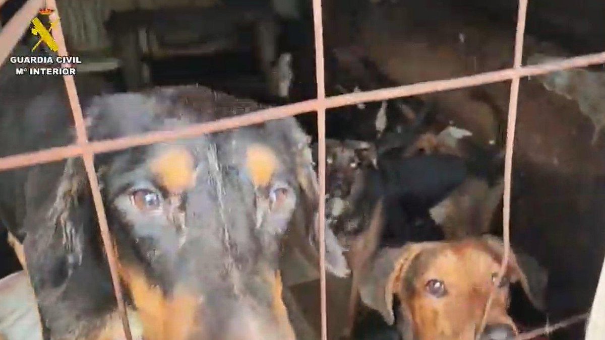 ArgandaNoticias's tweet image. La Guardia Civil libera a 52 perros en condiciones insalubres en Arganda madridactual.es/municipios/arg…