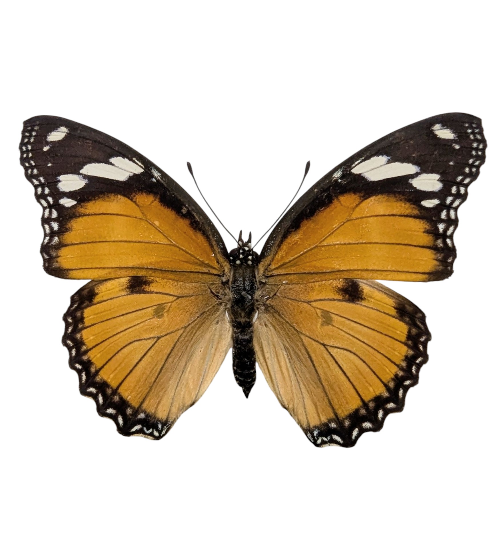 kazueページ セカンドベビーシューズ – ミキハウスオフィシャルサイト