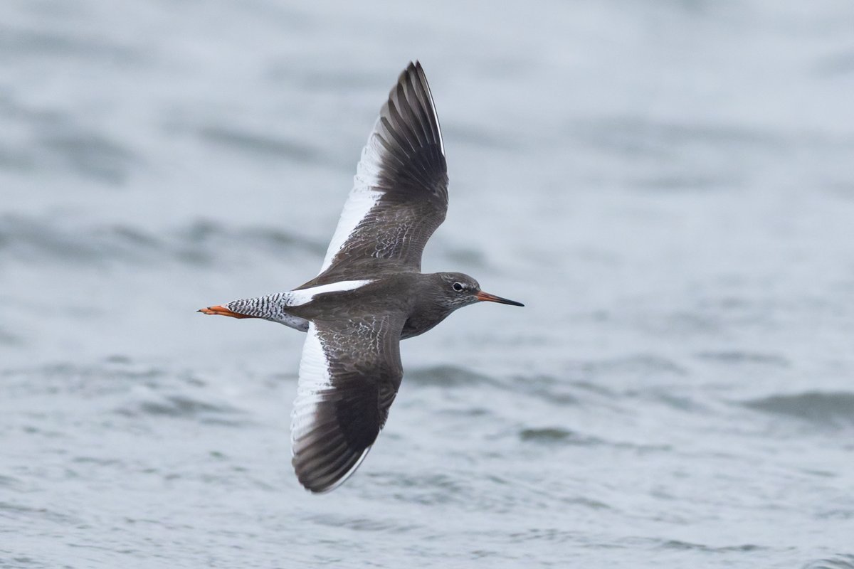Some of the waders closer to home, West Kirby Marine Lake, last week. A lot of the waders there end up used to the constant passing of people, which gives a great chance for some nice close views. <a href="/CAWOSBirding/">Cheshire & Wirral Ornithological Society</a> <a href="/wirralbirdclub/">Wirral Bird Club</a>