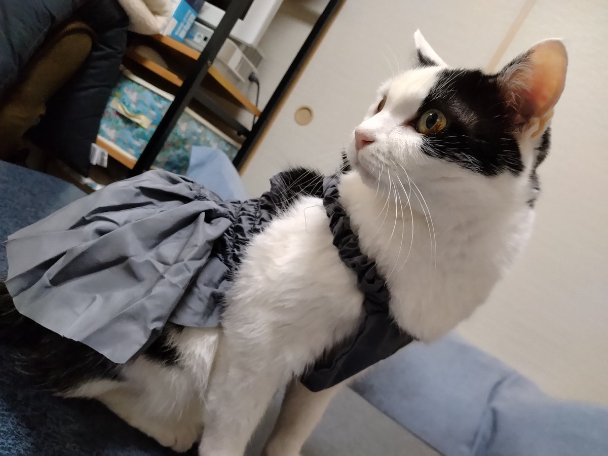 スカートはきました🐱✨
#猫好きさんと繋がりたい