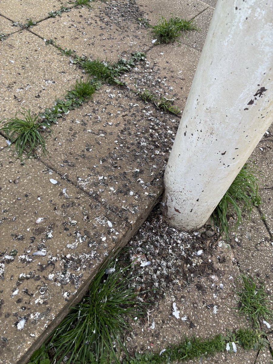 Laura Dodds tweet media