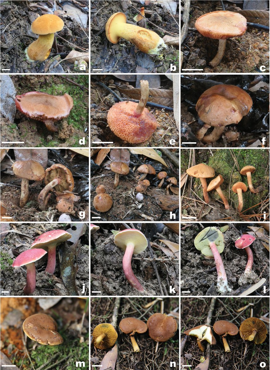 Four new species of Chalciporoideae have been described as part of a morphological and molecular study of the subfamily in China.

🔗 doi.org/10.3897/mycoke…
