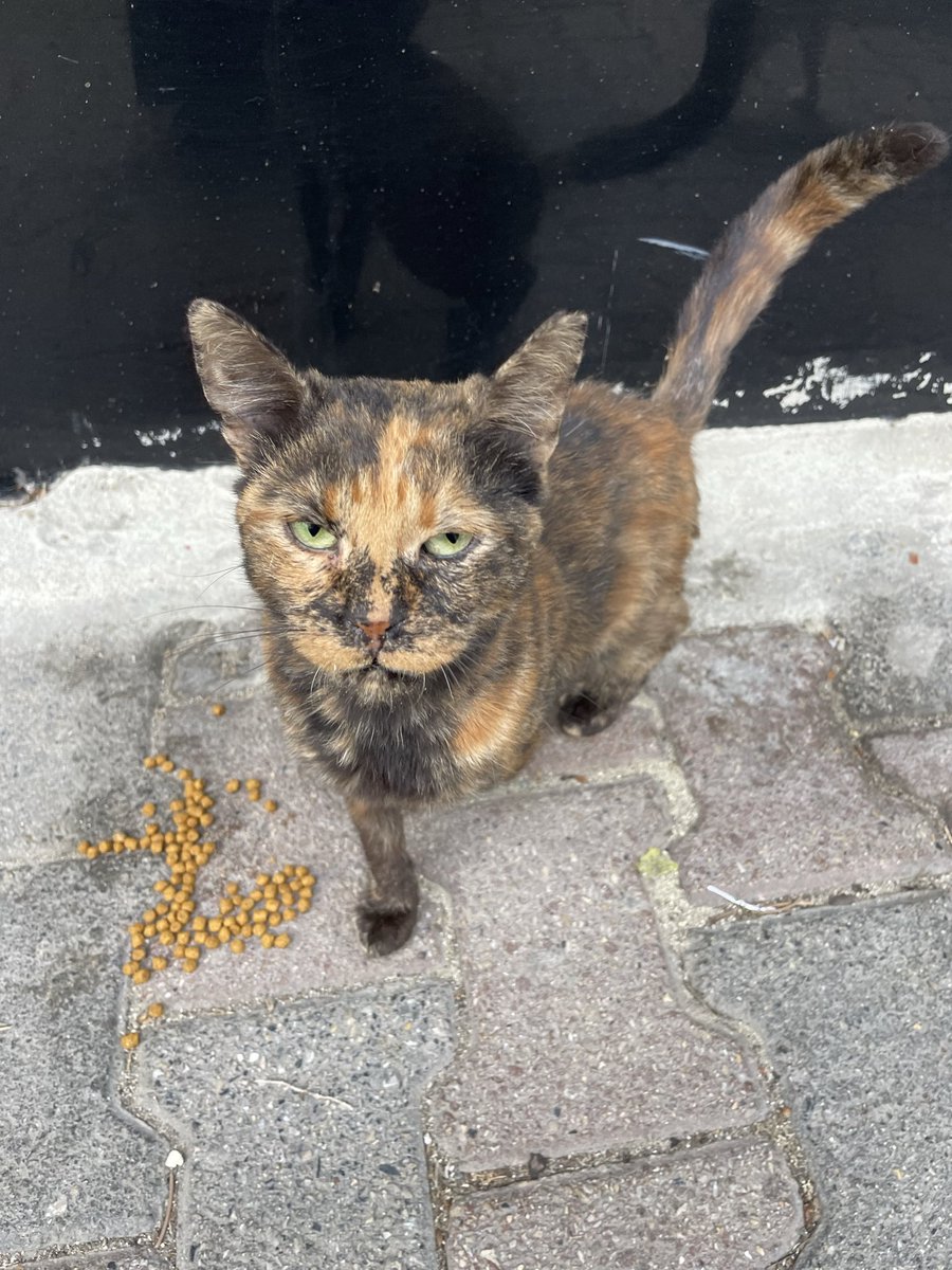 sadece 7 rt almış dışarıda stresten tüylerini yoluyor soğukta kendini koruyamaz istanbul