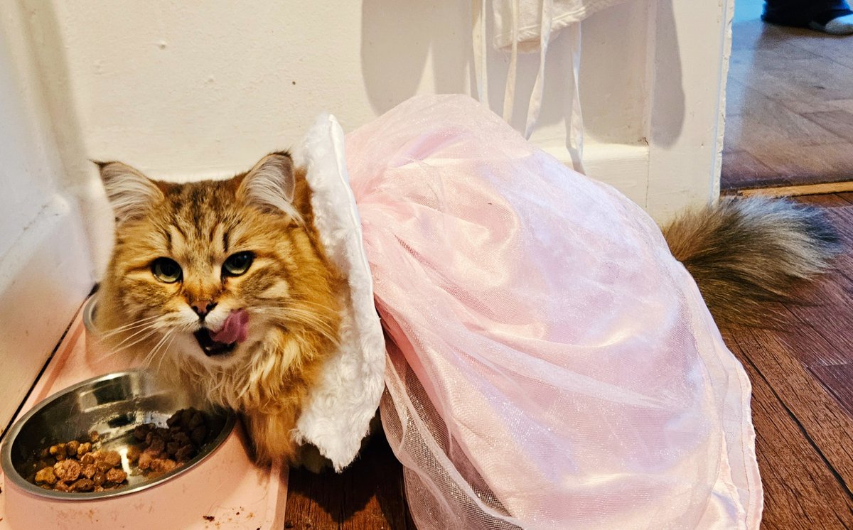 Can't wait for Caturday! April in her dress ☺️