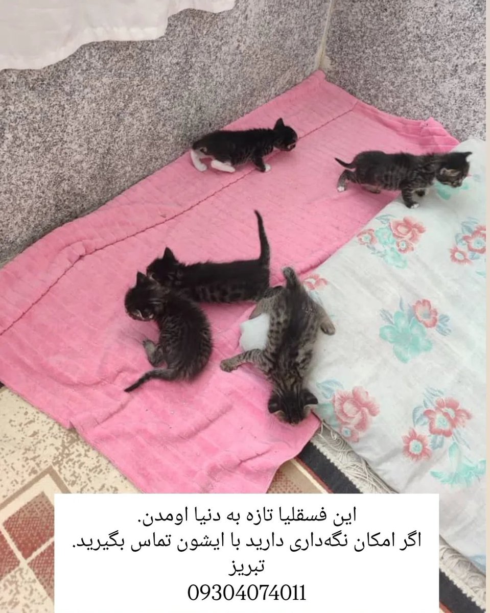 این گربه‌ها تازه به دنیا اومدن.خودشون امکان نگهداری ندارن چون دوتا گربه دارن. تو تبریزن. دنبال جای امن میگردن براشون.

09304074011