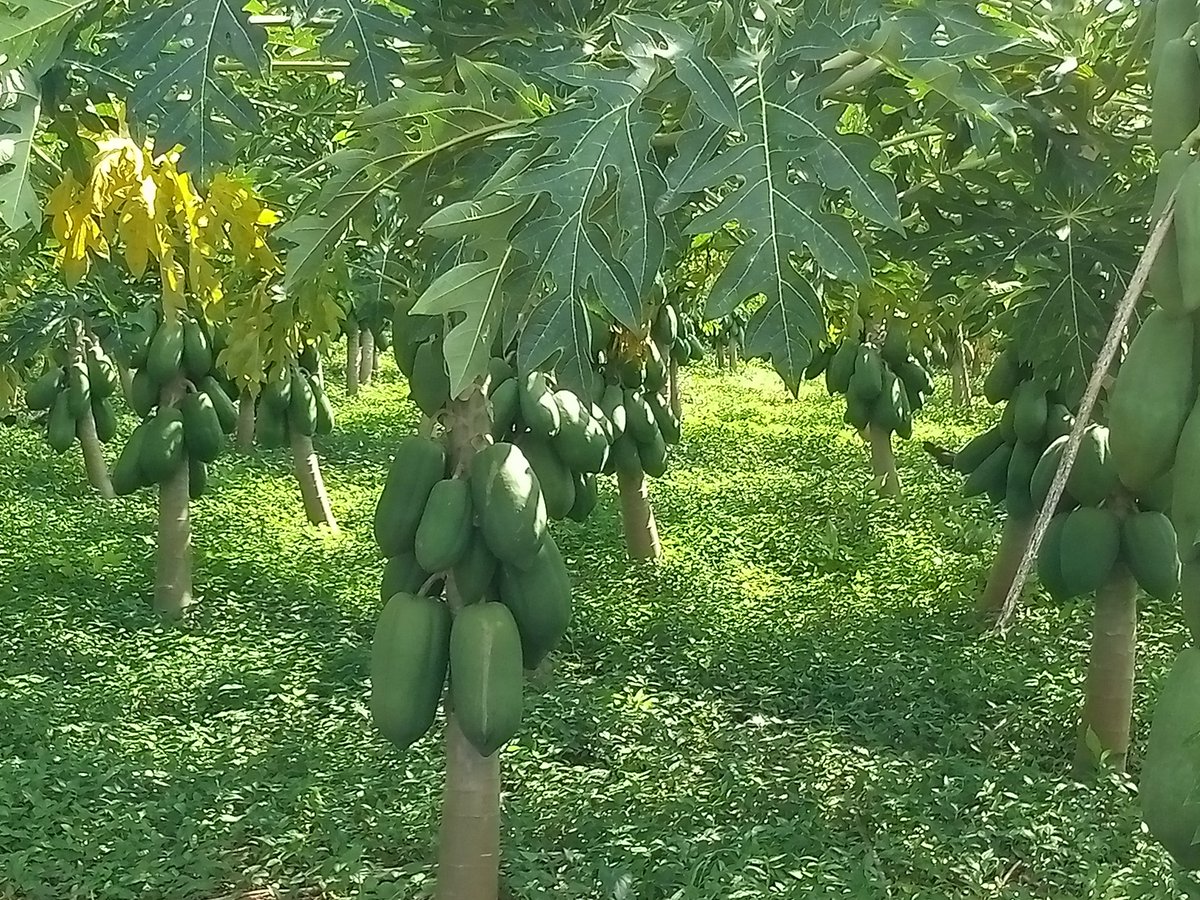 YamivelZum18452's tweet photo. #Pinar, hermosa plantación de fruta, en ella está en empeño las motivaciones y el apoyo familiar así nos plantea #Marcial, campesino de la CCS Froilán Carrasco en #LaPalma.#PinarXNuevasVictorias.@anap_cuba ,@FelixDuarteOrte https://t.co/t4iHvMoQ45