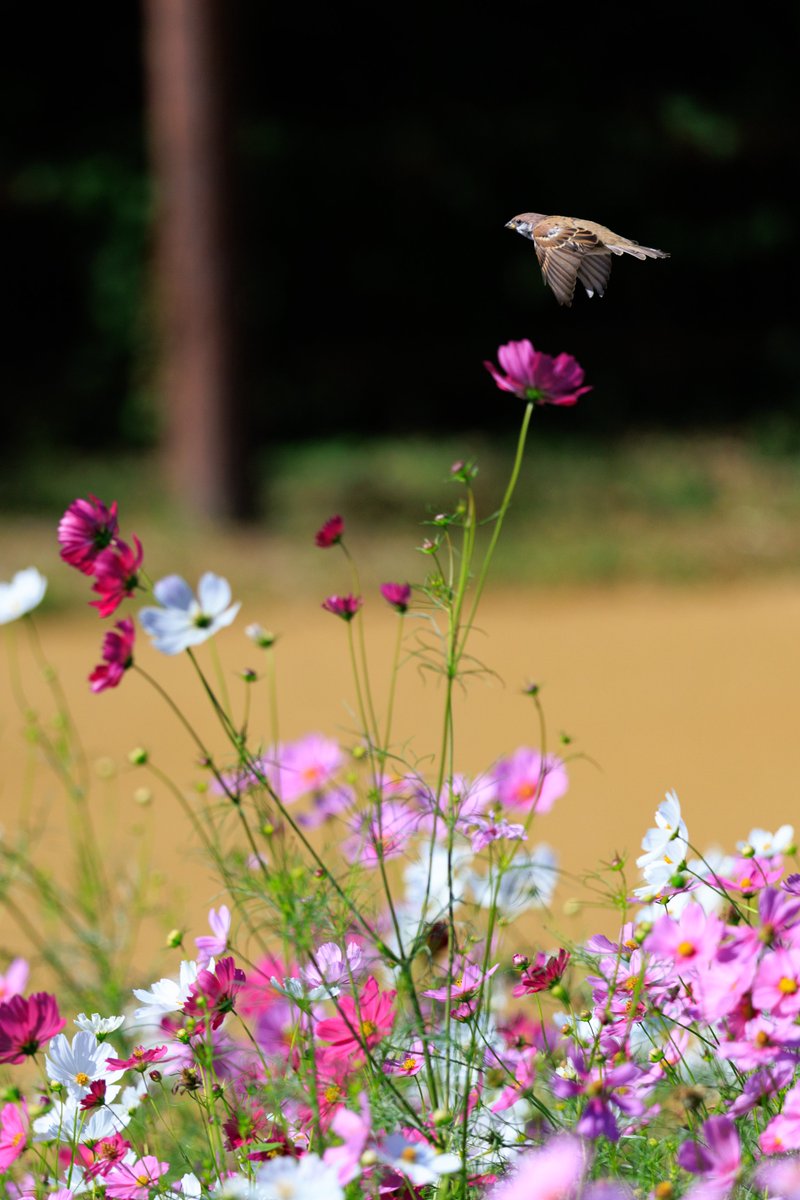 ららら♪📸🕊𓂃𓂂𓏸♡ (@rarara1818184) / Posts / X
