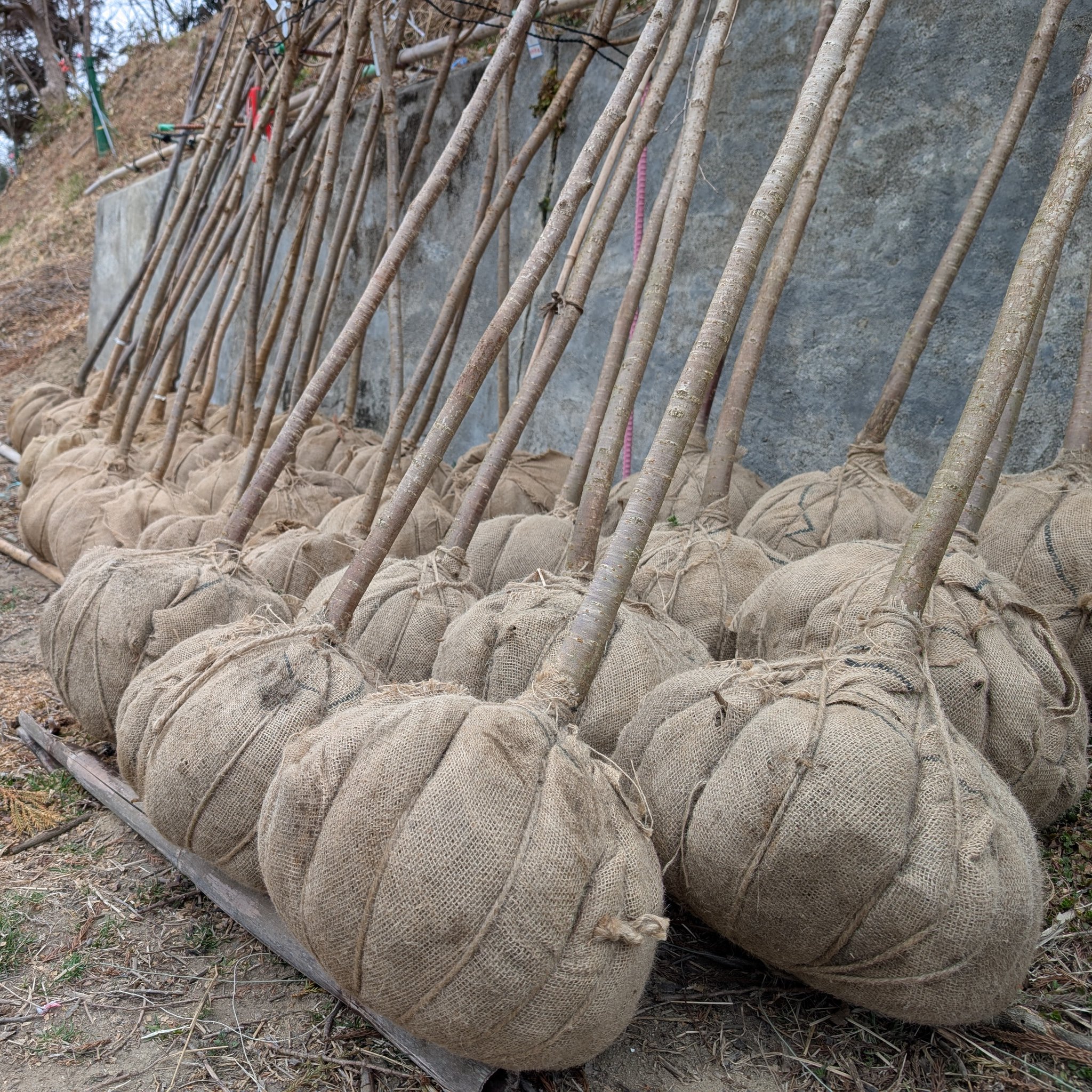 認定特定非営利活動法人 桜ライン311 on X: 