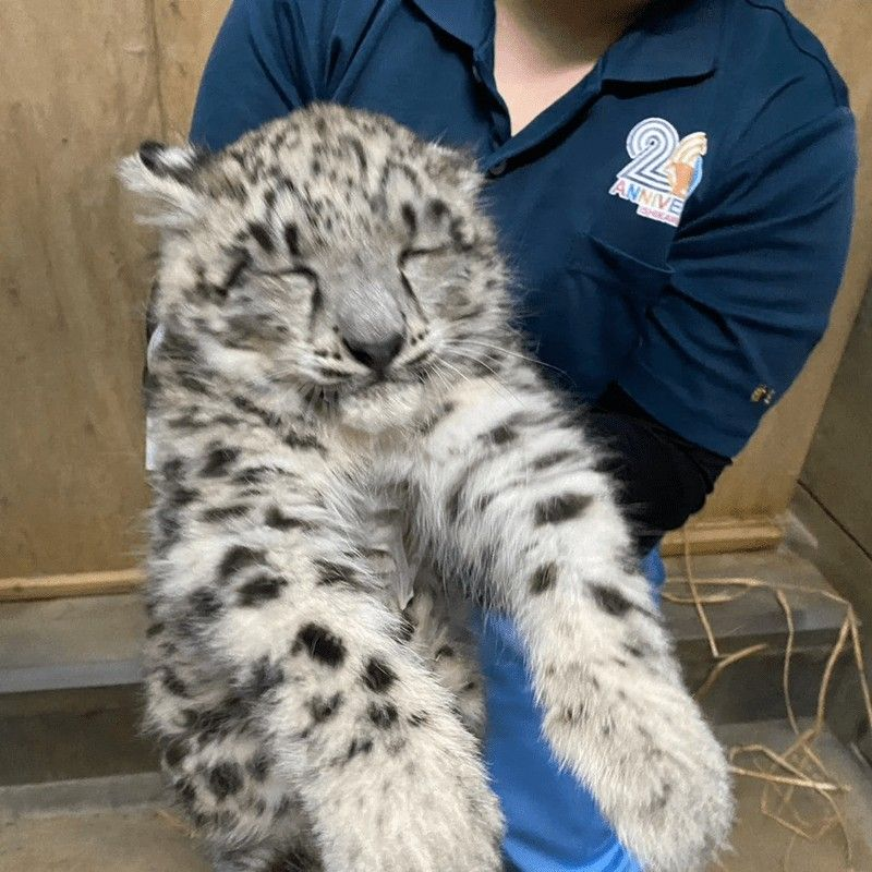 sneptail's tweet image. today is national snow leopard!!! let's all appreciate these beautiful animals!!! :3c