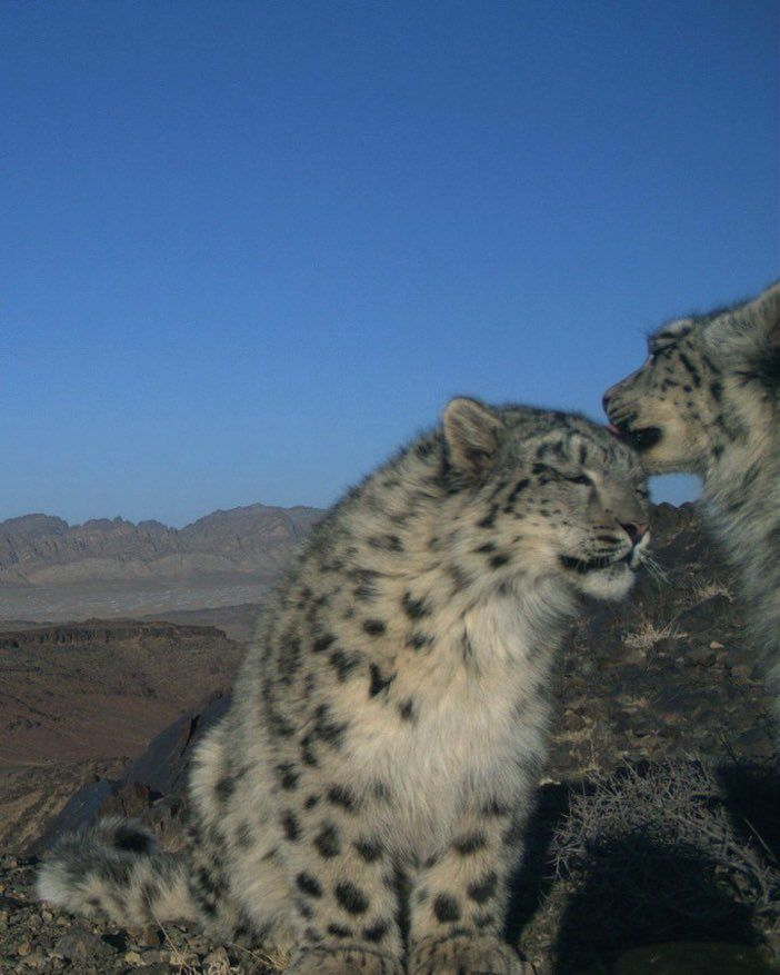 sneptail's tweet image. today is national snow leopard!!! let's all appreciate these beautiful animals!!! :3c