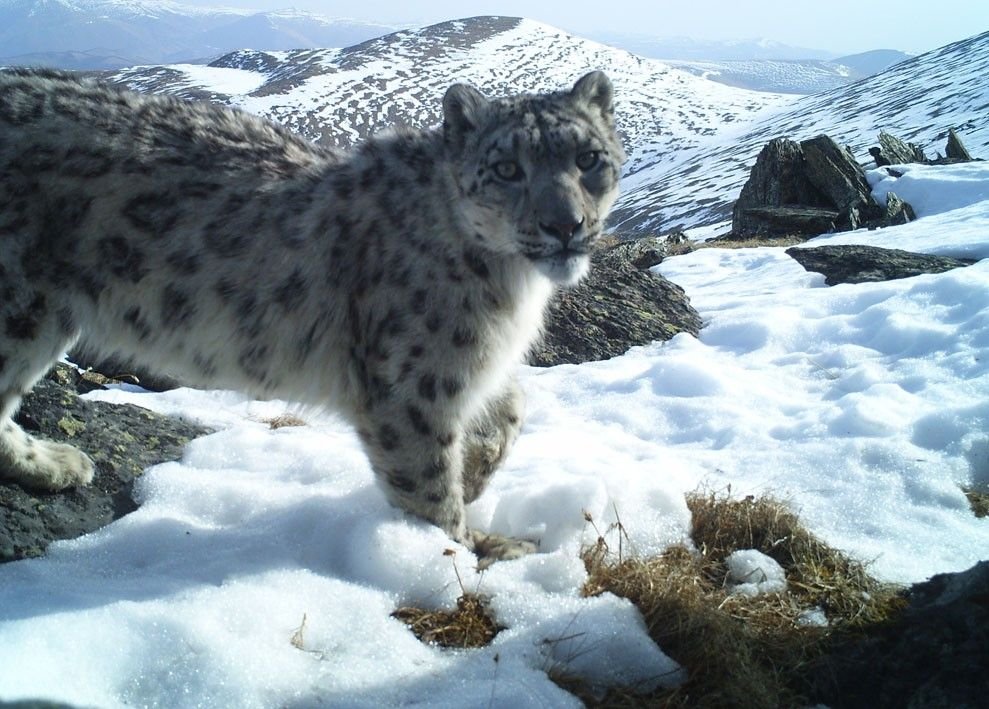 sneptail's tweet image. today is national snow leopard!!! let's all appreciate these beautiful animals!!! :3c
