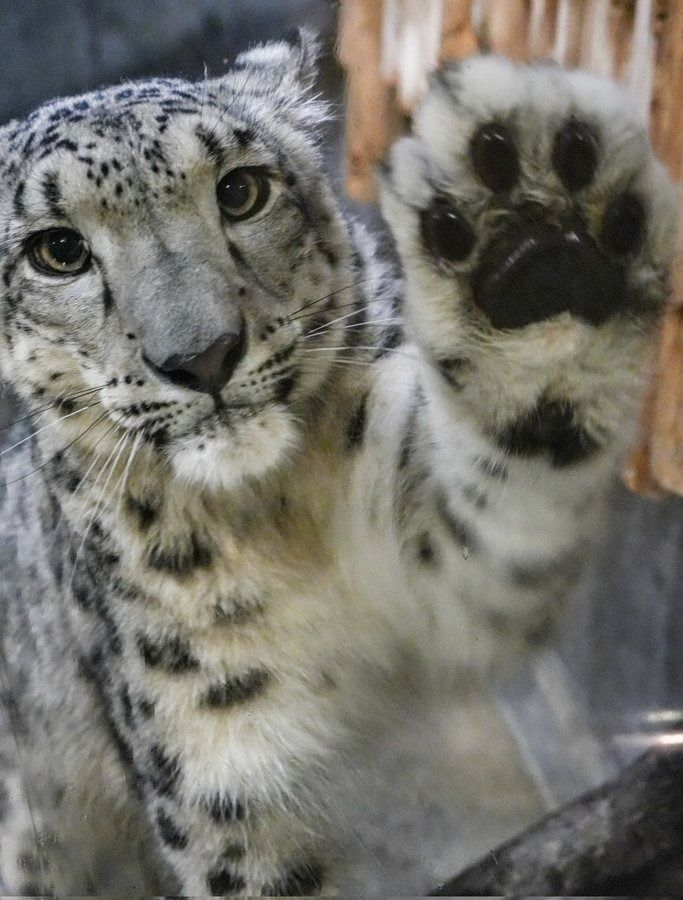 sneptail's tweet image. today is national snow leopard!!! let's all appreciate these beautiful animals!!! :3c