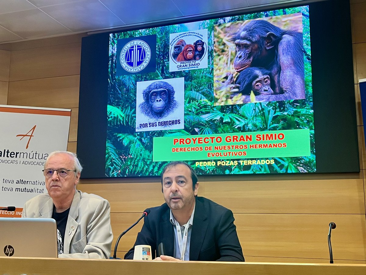 conselladvocat's tweet image. 🐒 Comencem amb la conferència inaugural “Projecte Gran Simi: Drets dels nostres germans”, a càrrec del naturalista Pedro Pozas Terrados @nautilusmar, director de GAP/PGS-España @ProyectoGranSim 

✅ Una reflexió sobre els límits i els valors de la protecció animal