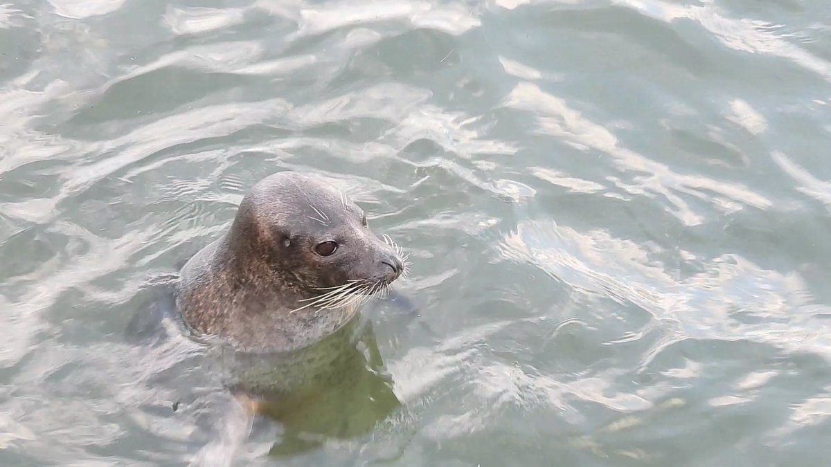 otaruaquarium's tweet image. ~秋のアザラシの引っ越し 2025~
毎年恒例、おたる水族館の秋の風物詩です。
おたる水族館のアザラシプールは海に面しています。
日本海が荒れる冬に備えて、アザラシたちは危険が及ばない冬用のプールへ引っ越しました。