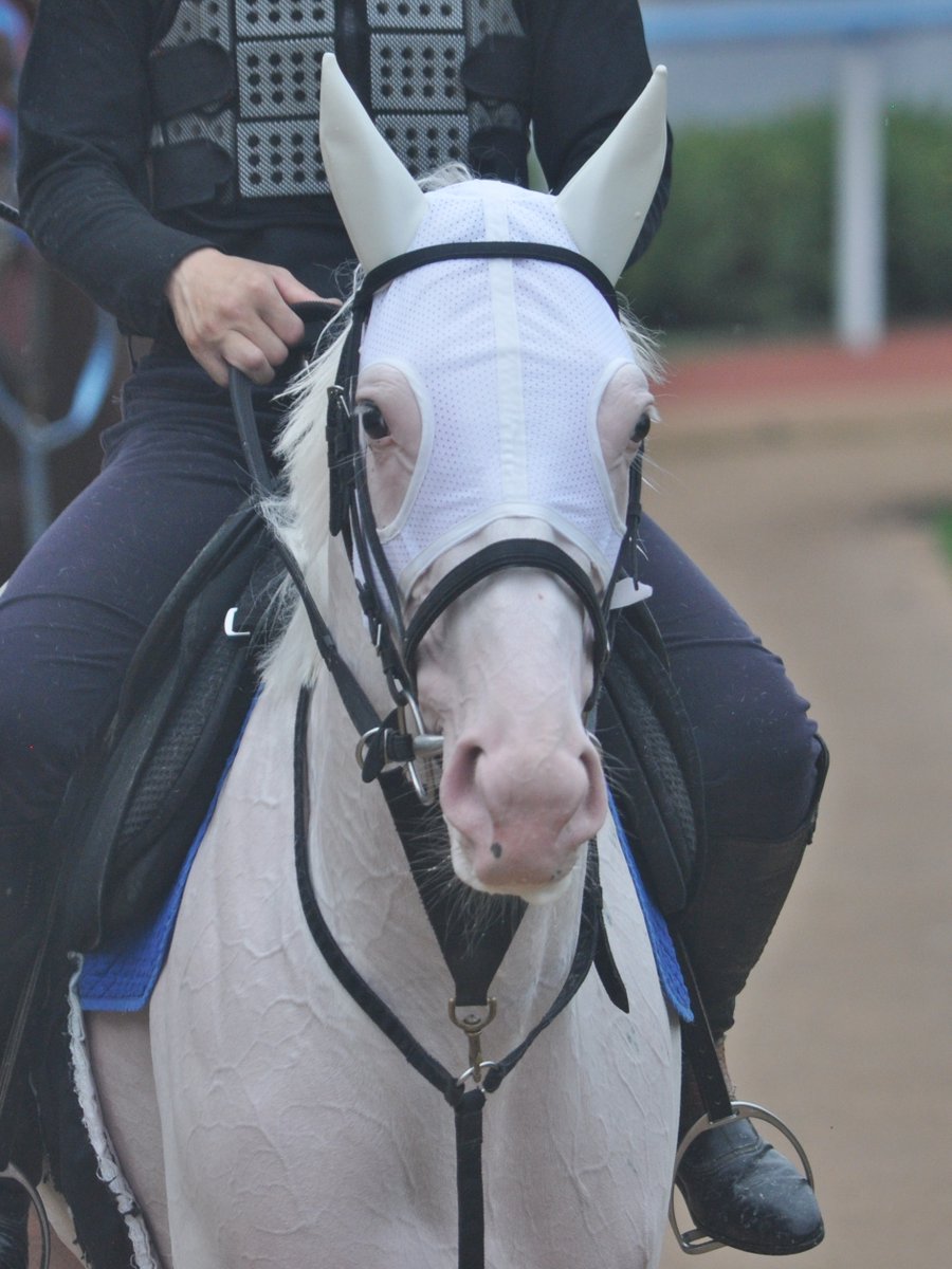 umatsuk_hkd3's tweet image. 【マルガ＆カルパ妹兄 府中に揃い踏み】

ソダシの妹マルガは10/25(土)東京11RアルテミスS(G3)に武豊Jとのコンビで出走します。

そしてなんと！兄カルパもマルガの次のレース東京12Rに川田将雅Jとのコンビで出走します。

マルガもカルパもがんばれ～！