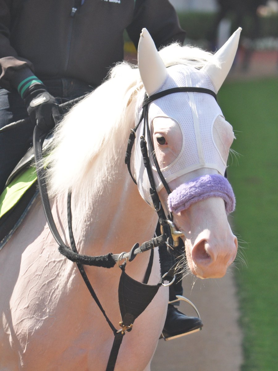 umatsuk_hkd3's tweet image. 【マルガ＆カルパ妹兄 府中に揃い踏み】

ソダシの妹マルガは10/25(土)東京11RアルテミスS(G3)に武豊Jとのコンビで出走します。

そしてなんと！兄カルパもマルガの次のレース東京12Rに川田将雅Jとのコンビで出走します。

マルガもカルパもがんばれ～！