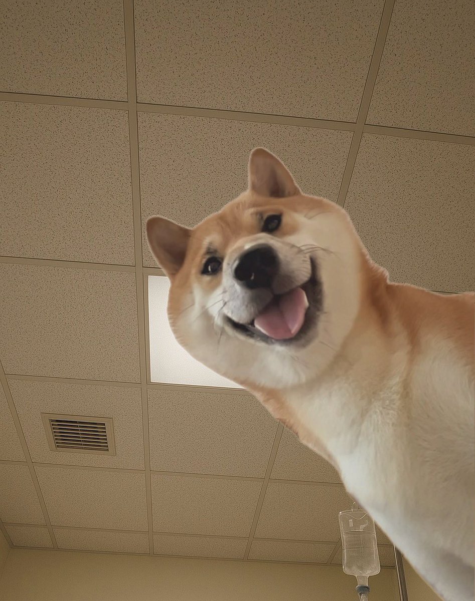 柴犬さん☆骨 柴犬♂2510D0956 - YouTube