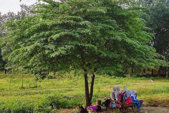 Azelfawwaz7's tweet photo. Dan pohon ceri mungkin jadi pilihan yang tepat. Lebih aman karena dan tidak terlalu memakan space. Karena kebanyakan batang utama nya cenderung tumbuh hanya 1 batang. Ranting dan cabangnya yang kecil dan tumbuh melebar jadi lebih rindang. Dan ada buahnya. https://t.co/Wguy54M1gh