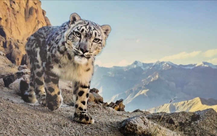 🌏 On the first UN #InternationalSnowLeopardDay, let’s renew our resolve to protect the elusive and majestic #SnowLeopard — a sentinel of our high-altitude ecosystems.
🇮🇳 Under the visionary leadership of Hon’ble PM Shri Narendra Modi Ji, India has intensified its conservation