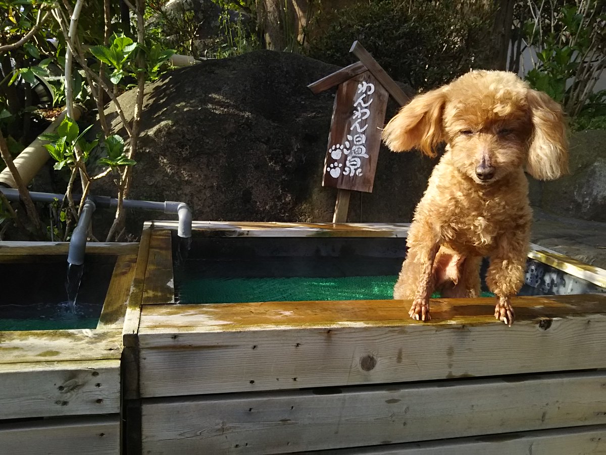 🌈頑張る高齢犬!ロッキー🌈 tweet media
