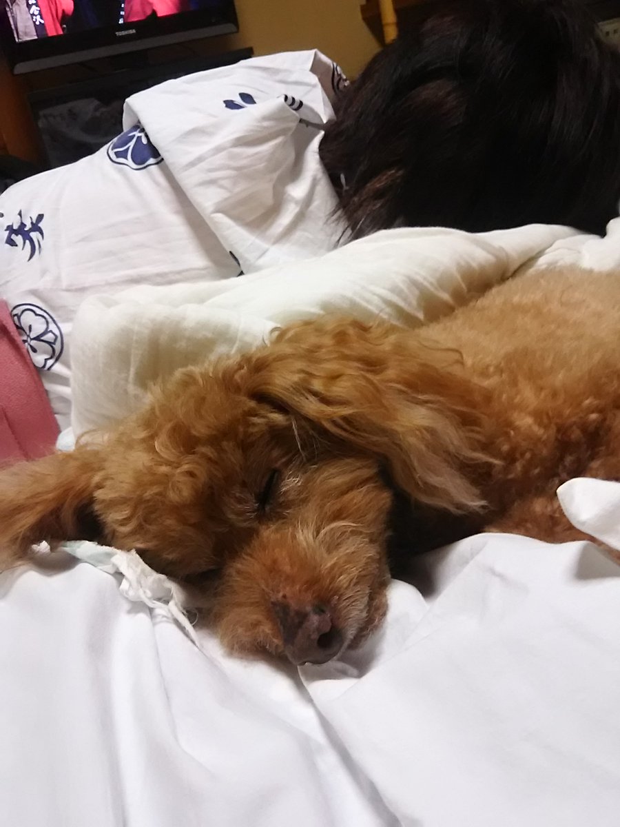 🌈頑張る高齢犬!ロッキー🌈 tweet media
