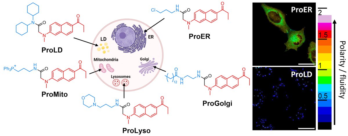 aklymchenko's tweet image. New BioRxiv preprint: we introduced a tool kit of fluorescent probes for organelle sensing based on popular solvatochromic dye Prodan. Great collab. with @Sciezgin team @karolinskainst. Congrats & thanks to co-authors! @CNRS  @unistra  @AgenceRecherche 
biorxiv.org/content/10.110…
