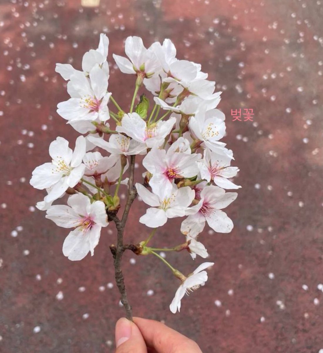 vantelom1's tweet image. 🍁🌸🌹🌼