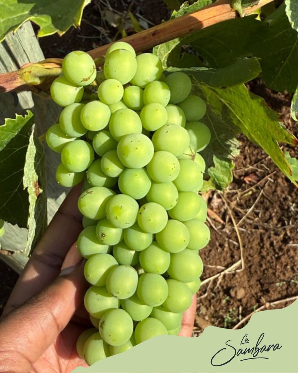 La Sambara Wines tweet media