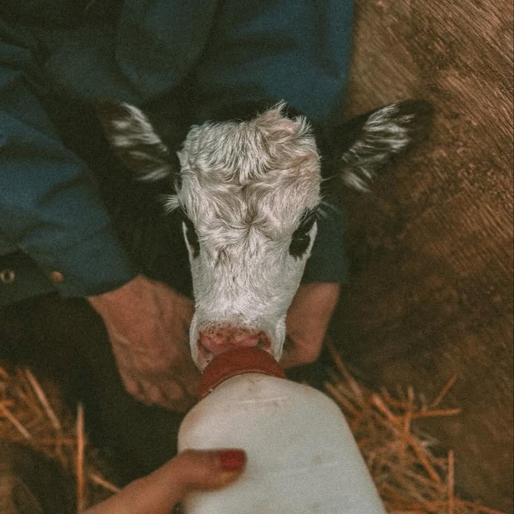 aivantyou's tweet image. — ranch dr mood board

name : aivi springs
location : grandparent's ranch
occupation : uni student
season : summer
s/o : miguel o'hara