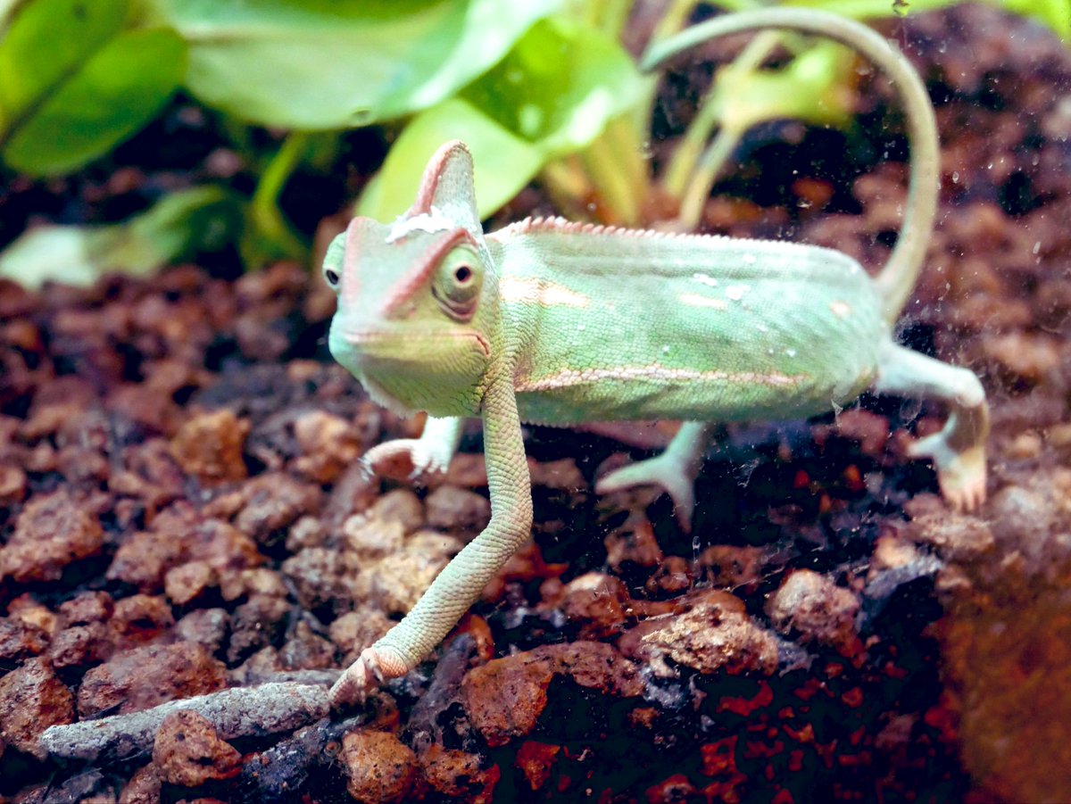 ヒ*ロ様 ☘️ スペシャルイベント☘️ラスト2☘️371 ❤️超希少【カメレオン カメレオン