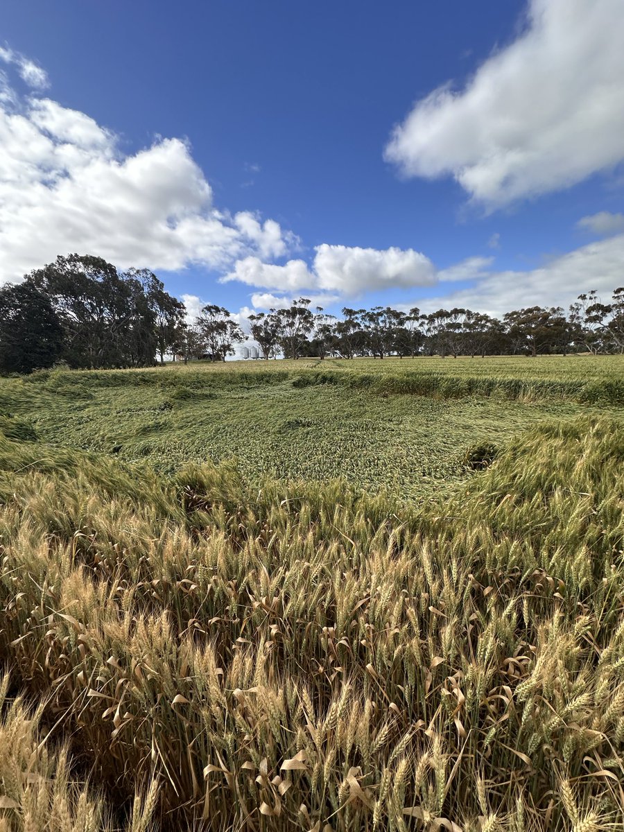 Thought vixen was short enough it doesn’t fall over, but I guess if it’s some who can make it fall over it will be me 🤣🤣