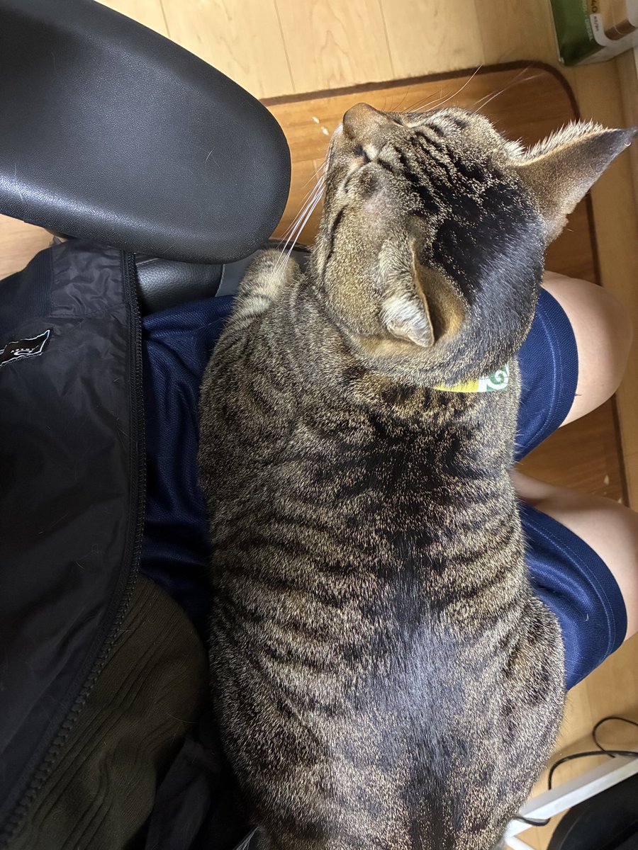 ヒサコ/LMX#42🧸🐈🇸🇪 (@motoneko0514) / Posts / X