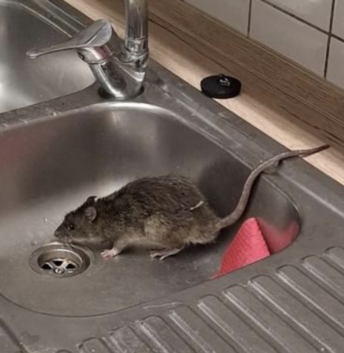 🚨 RATTEN-ALARM bei der Karlsruher Polizei! 🚨
FDP-Landtagsabgeordneter Christian Jung macht auf eine untragbare Situation aufmerksam: Im Polizeirevier Karlsruhe-Marktplatz gibt es einen Rattenbefall – hygienische Zustände sind schlecht! 🐀

📸 Beweisfoto