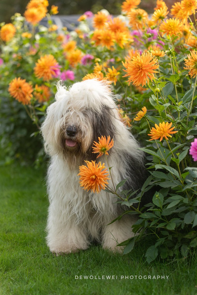 Flower girl 
#oldenglishsheepdog 
#oes