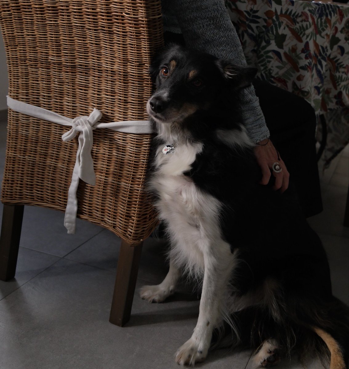 Le chien de ma maman elle a peur de sa propre ombre mais qu’est ce qu’elle est mimi purée