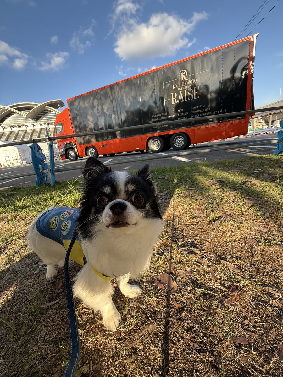 お散歩行ってきたー🐶🐾
最近はお散歩にも慣れてちゃんと歩けるようになりました！
明日からこーいちさんのライブ♫絶賛準備中でしたよー。
ツアトラと一緒に！待てはまだ出来ないもんで、、📷撮るの一苦労よ😅