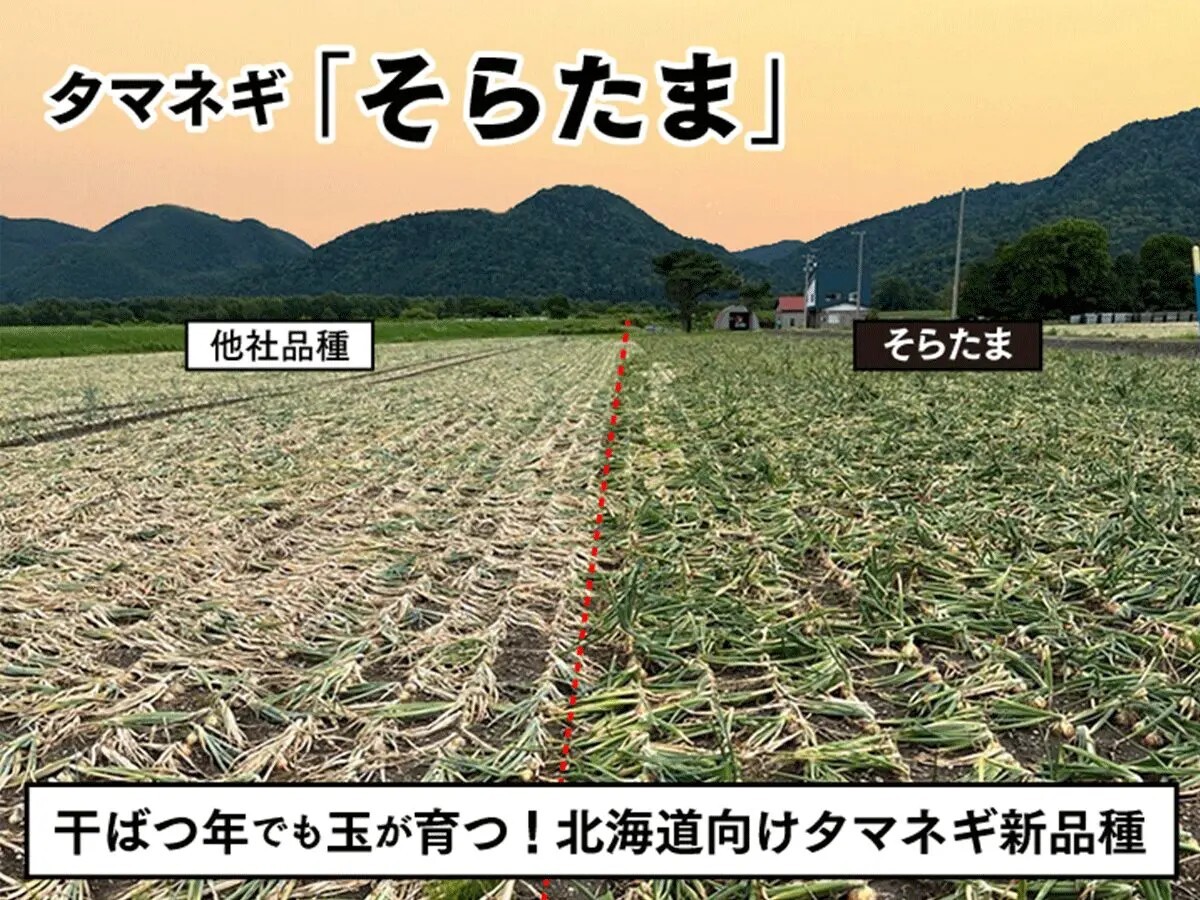 タマネギ🧅北海道の生産者むけ新品種 ／ 今、北海道の #タマネギ 畑で