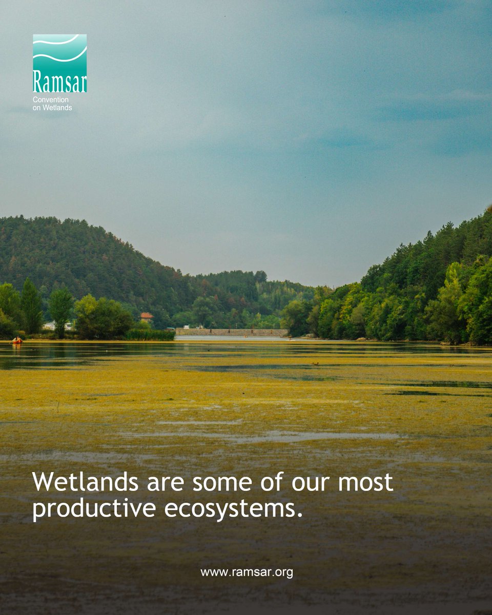 Wetlands are highly productive and biologically diverse systems. It is urgent that we raise national and global awareness about wetlands in order to reverse their rapid loss and encourage actions to conserve and restore them. 

#WetlandConservation #WetlandsMatter