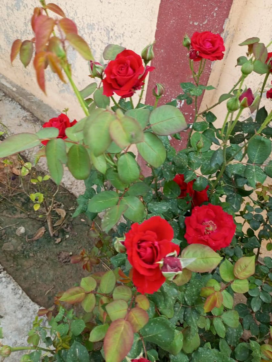 6_Zaini's tweet image. پیارے پھولوں نے کیا خوب بہار بنائی ہوئی ہے۔ کیسے لگے آپکو یہ گلاب کے کھلے ہوئے پھول۔ ان پودوں میں میری ننھی جان بستی ہے۔
🫢🫢🫢
#اردو_زبان