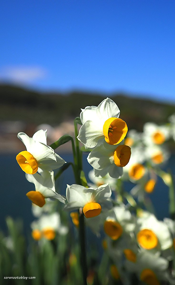 soranootoblog's tweet image. おはようございます☀

今日の誕生花は　スイセン🌼

花言葉は「純潔」

新年の目標を叶える純粋な気持ちを胸に、今日も頑張りましょう💪