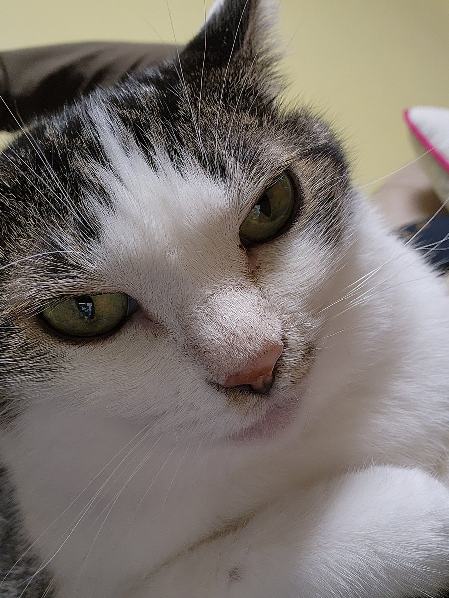 ネスフル@しきみ担 (@nesufule) on Twitter photo 