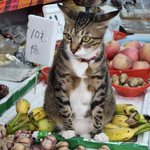 Photo by translated cats (@TranslatedCats)