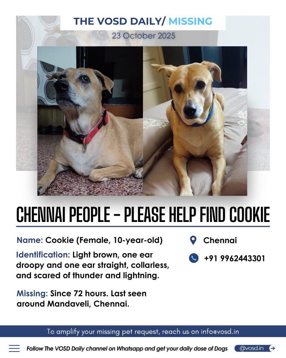 NEED HELP to find Cookie🚨

She ran away on 20 October 2025, around 10:00 AM, from Padmavathiar Road, Gopalapuram, Chennai.

If you see Cookie or have any information, please contact: +91 9962443301

#MissingDog #Chennai #VOSD #IndiasExpertonDogs