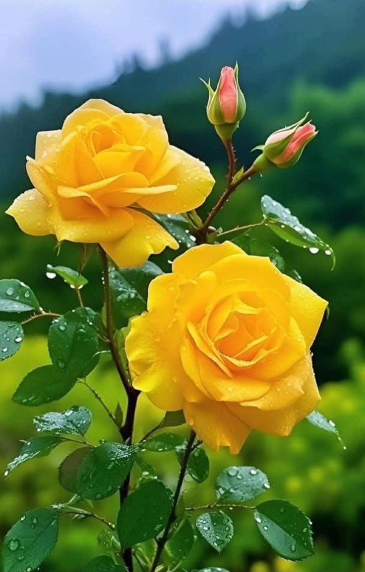 Lauraxs15's tweet image. ⸽⸽B⸽⸽O⸽⸽M⸽⸽
 ⸽⸽D⸽⸽I⸽⸽A⸽⸽
╭ ╯╭╯╭╯
█❤︎  ███ ═╮
██ ❤︎ ██ ═╯
◥█ █ █◤