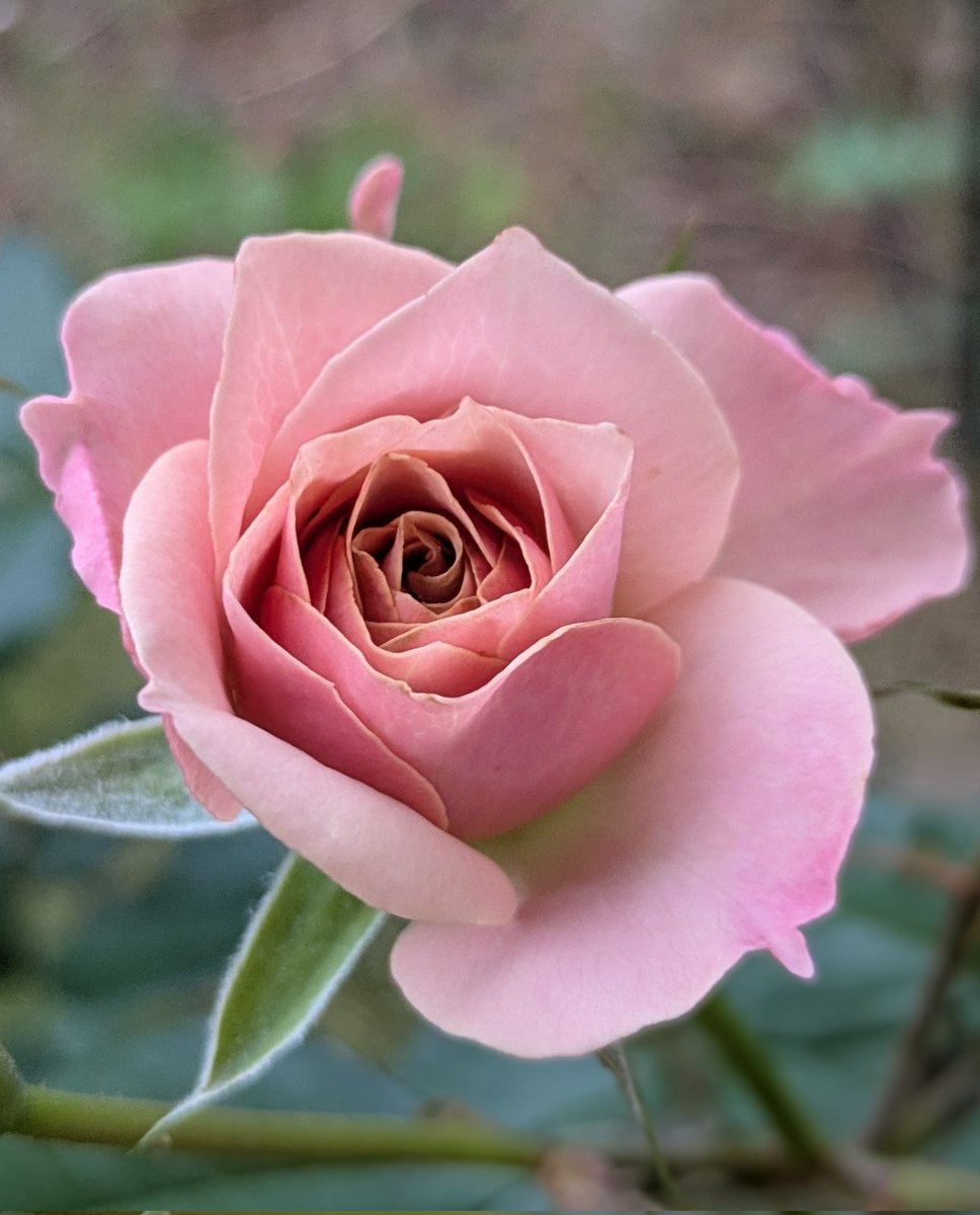 かえは (@j5FTNd42bUc1k3D) / Posts / X