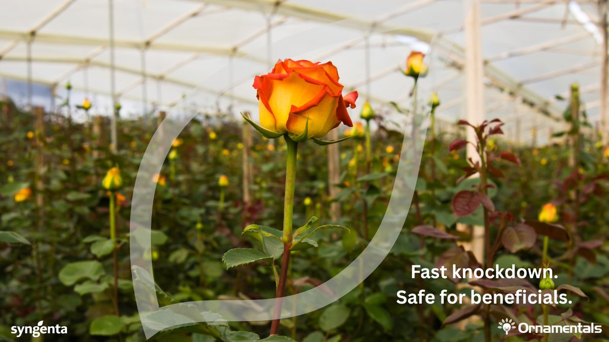 Quality blooms start with healthy leaves. 
Arima® ensures clean, mite-free foliage all season. 
#HealthyHarvest #EveryFlowerCounts 
 Learn how: bit.ly/4hRldam