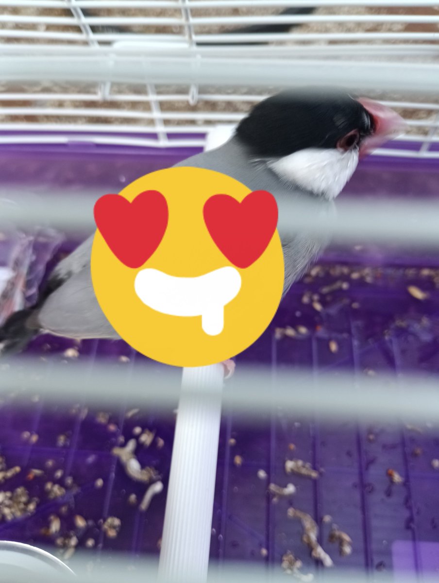 #八尾市久宝寺駅前 で #目撃 されてた #迷子文鳥 さん。本日無事に有志により #保護 に至りました。拡散して下さった皆様、ありがとうございました🙇‍♀⤵️
3カ月以上もお外で暮らしてたとは思えないくらい元気です。有志の皆様、本当にありがとうございました🙏
#保護文鳥 #迷子鳥