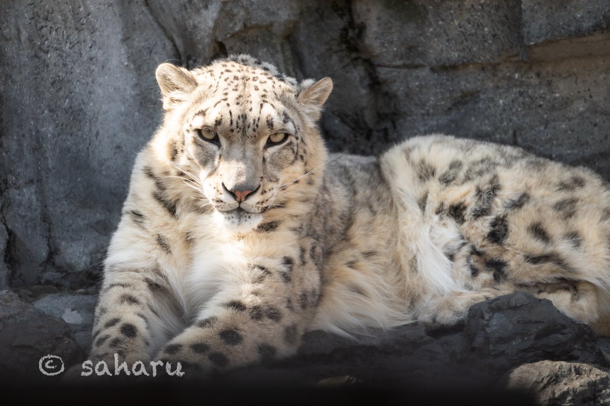 値下げ　特大サイズ　斑点のあるヒョウとユリ1981年　サイン入り 彩春💛🧡💚のるるんと一緒✌️🐰🐅🐅🐅 on X