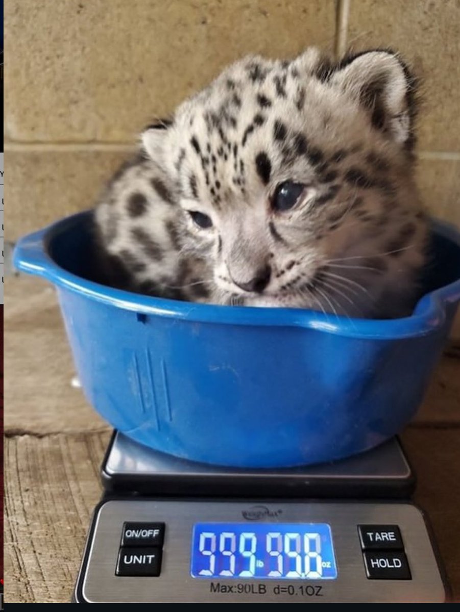 HeckaSnepWinter's tweet image. happy international snep day!!!! here’s me when i was a fat babi