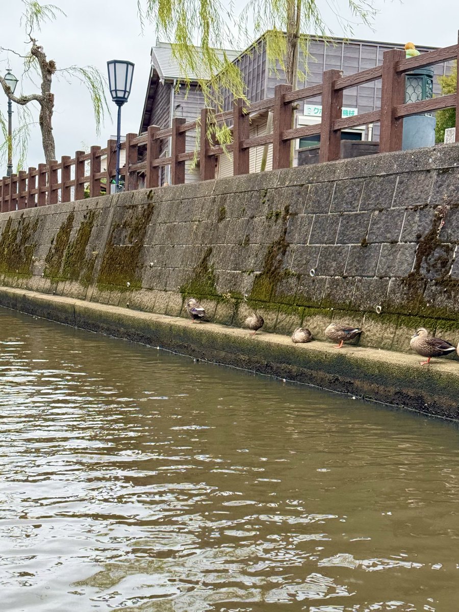 t_fawkik's tweet image. 小江戸さわら舟めぐり

江戸情緒いっぱいの街並みを観光遊覧船で水上散歩

Past photos. 10.13

#舟 #佐原 #千葉
#写真好きな人と繋がりたい
#iPhoneで撮影